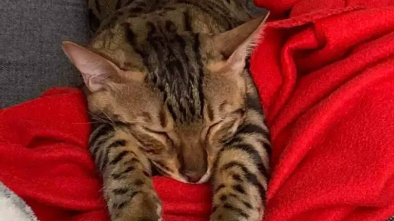 Bengal cat health issues