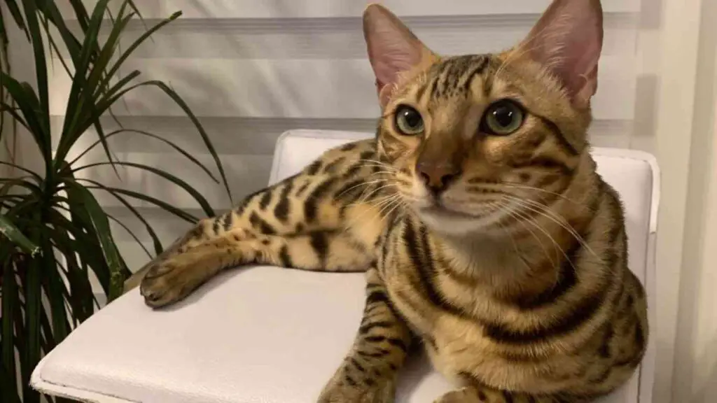 Bengal cat lifespan