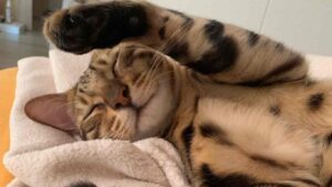 Bengal cat sleeping habits
