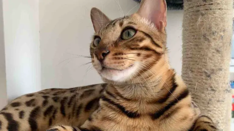 What is Special About Bengal Cats