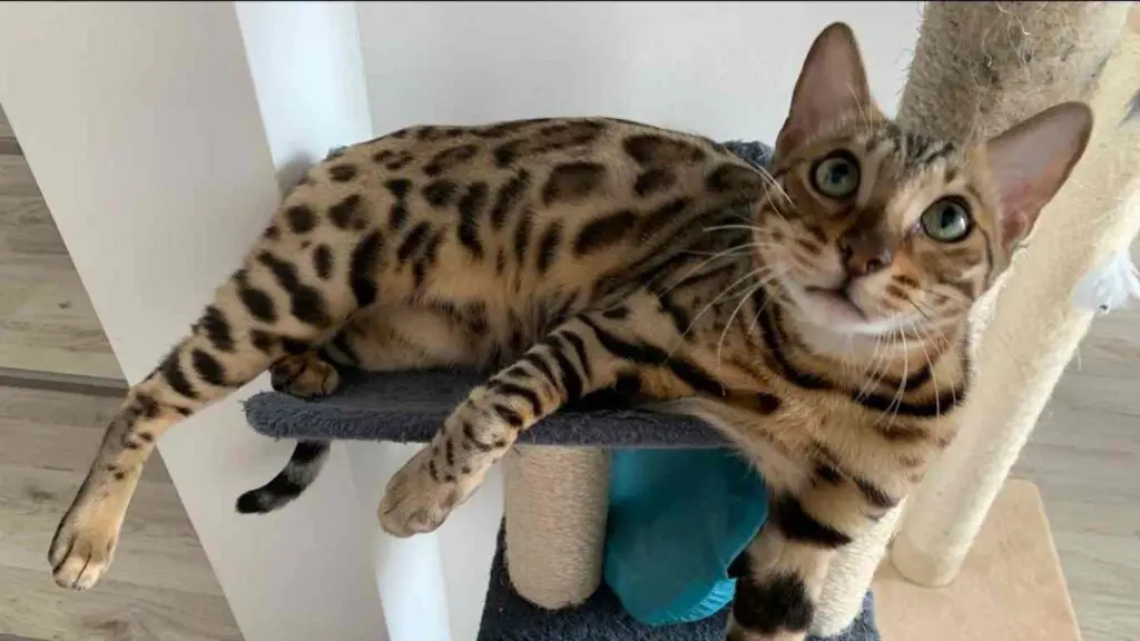 Bengal Cat on cat tree