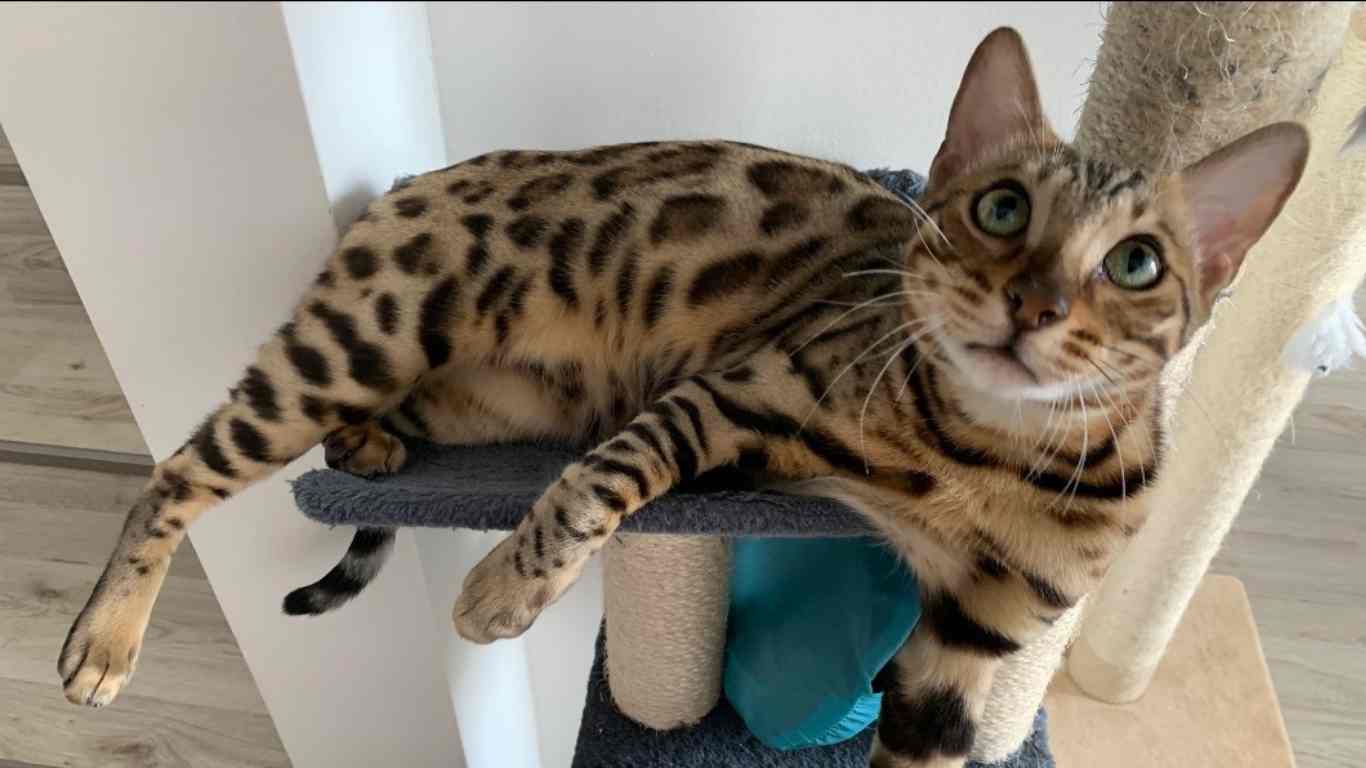 What Are The Behavior Problems With Bengal Cats? [Find Out]