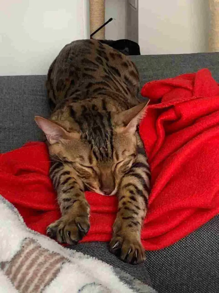 Keeping Your Bengal Cat Healthy