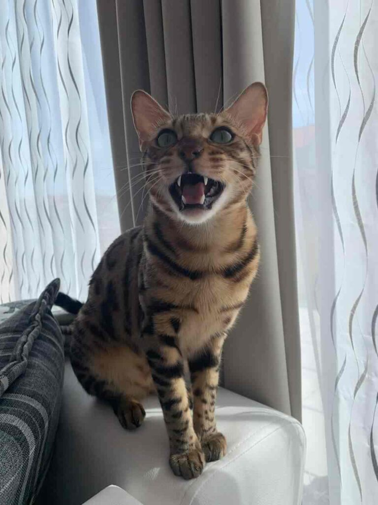 Angry Bengal cat