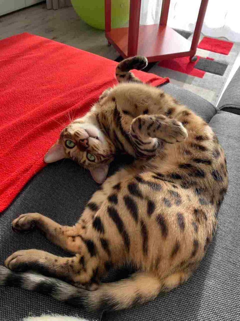 Bengal Cat Playing