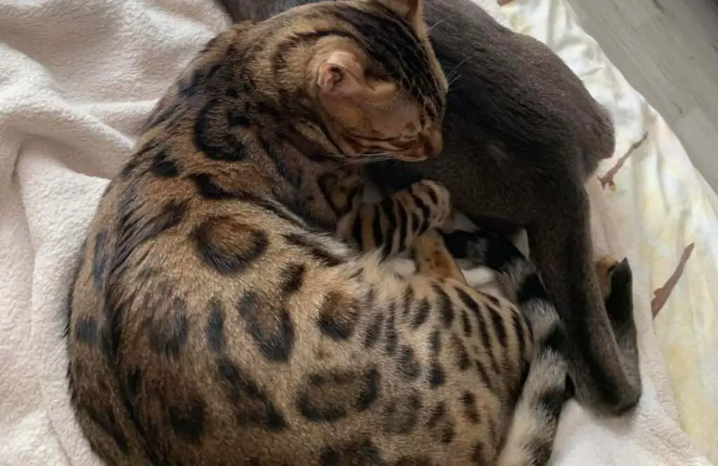 Signs of Healthy Sleep in Bengal Cats