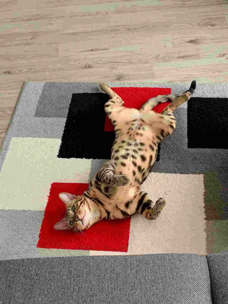 Benefits of Quality Sleep for Bengal Cats