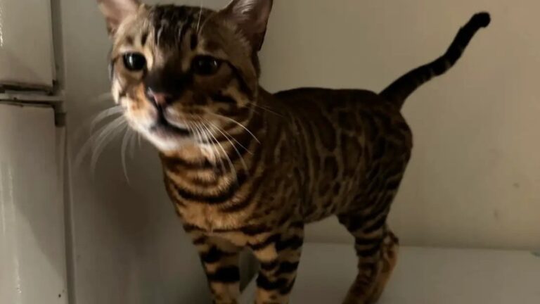 Why Is My Bengal cat so skinny