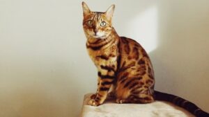 How Do You Know if Your Bengal Cat Loves You