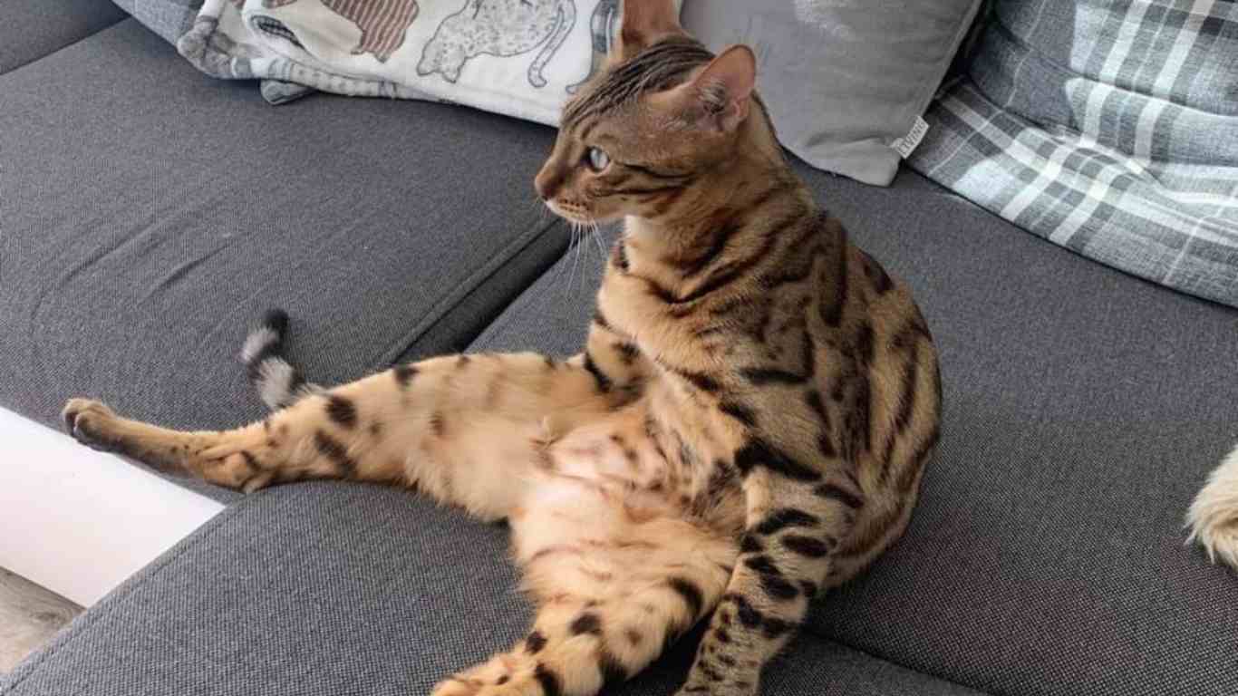 Leaving Bengal Cats Alone At Home