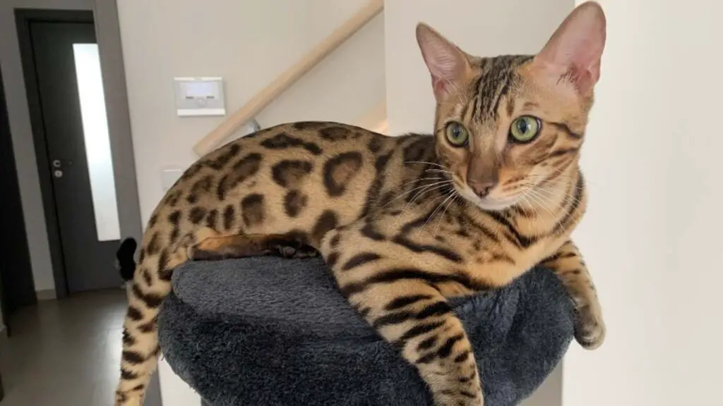 Entertaining a Bengal Cat