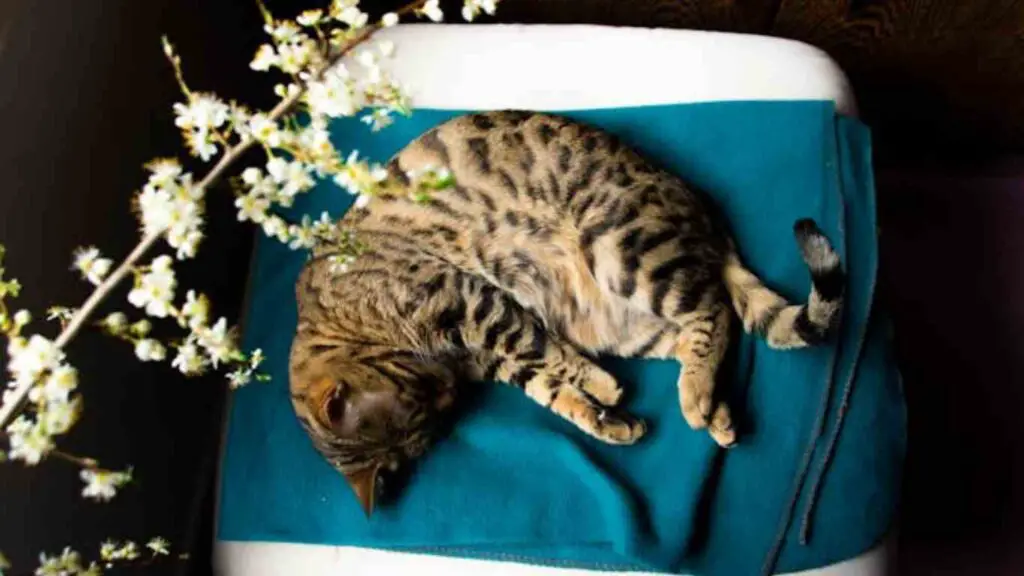 Helping Your Skinny Bengal Cat