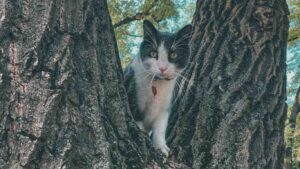 What to do if your cat suddenly disappeared
