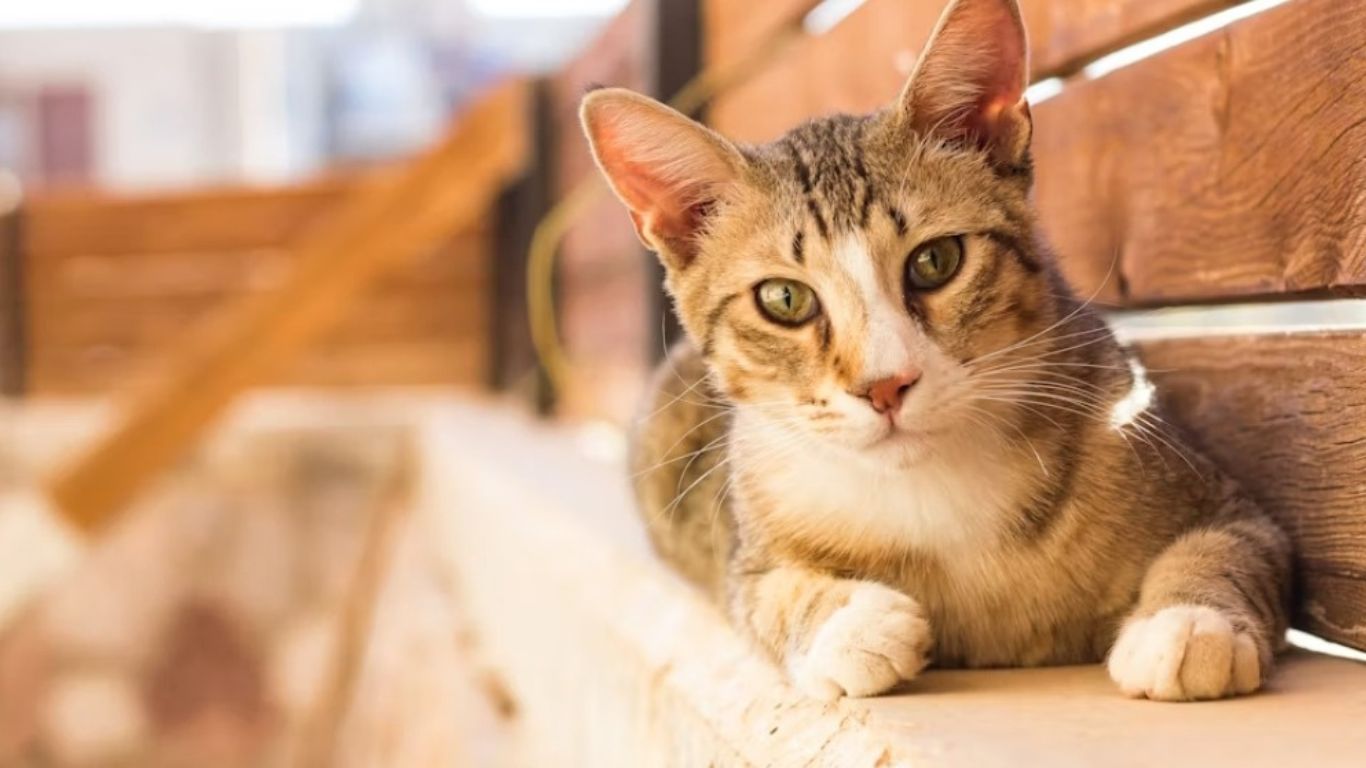 Strategies for Preventing Your Cat from Mysteriously Disappearing