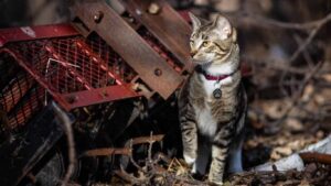 Factors Contributing to Cats Disappearing Without a Trace