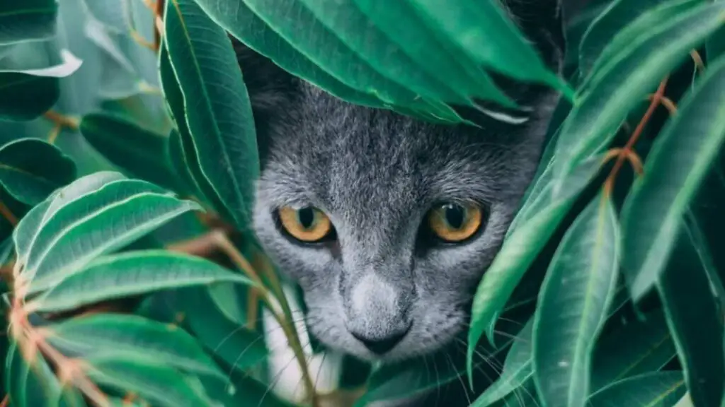 Cat hiding behind green leaves