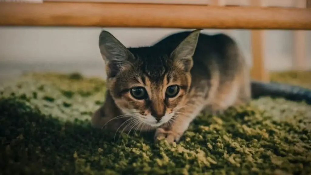 Cat hiding under chair