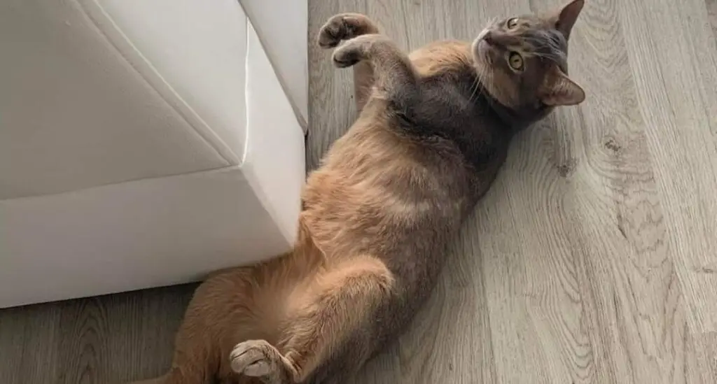 Abyssinian cat rolling on floor