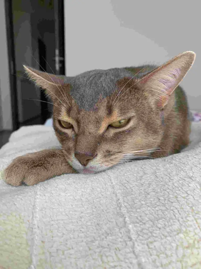 A tired Abyssinian cat