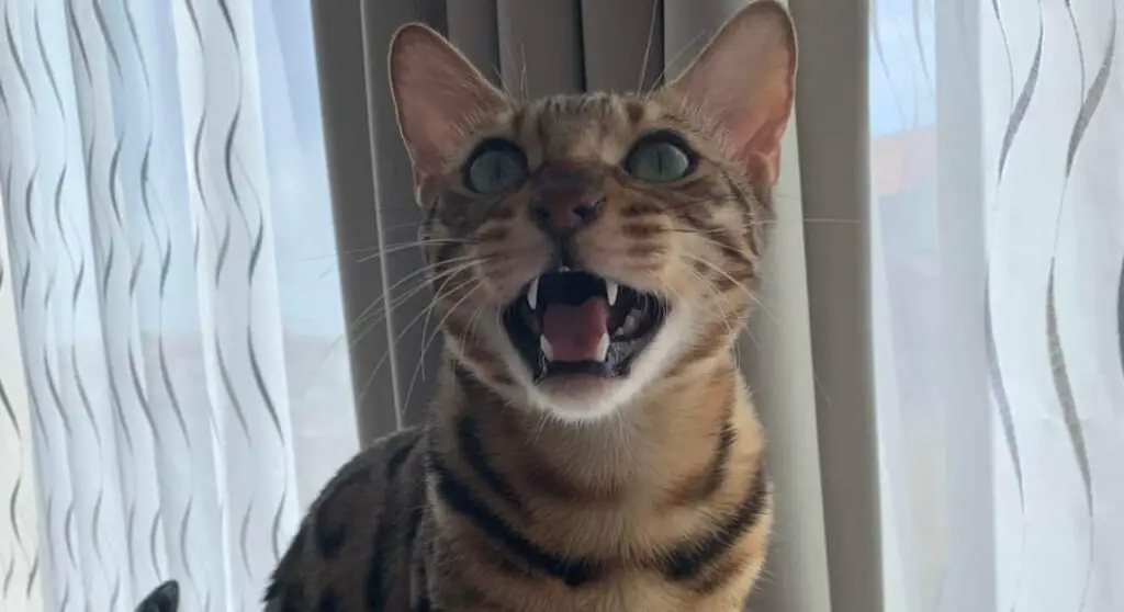 Stressed Bengal cat