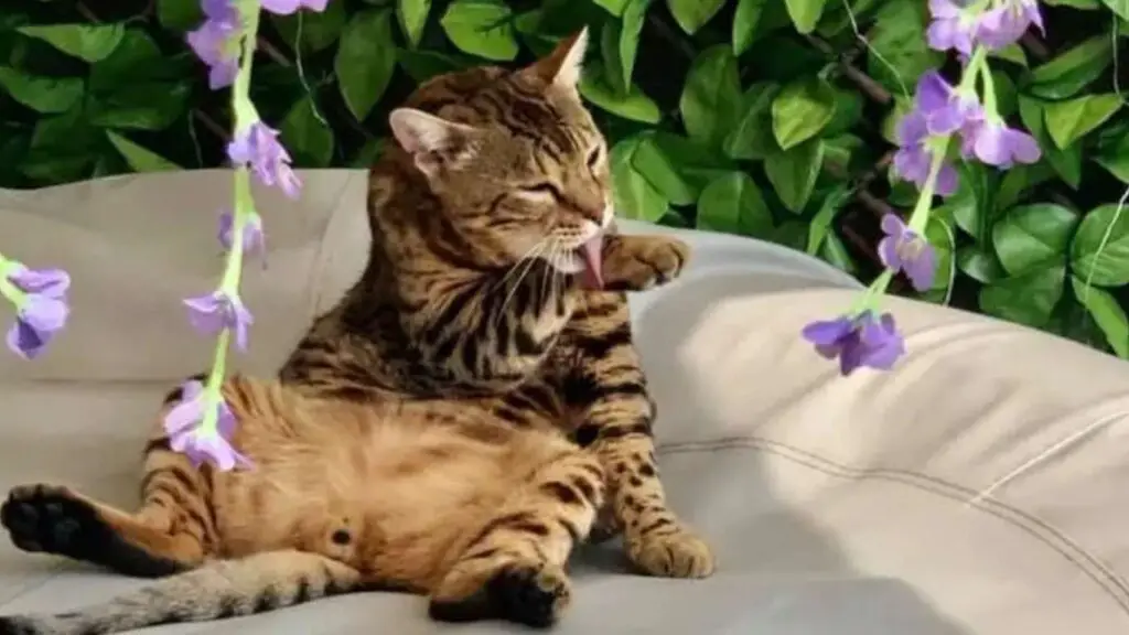 Bengal cat grooming itself outside