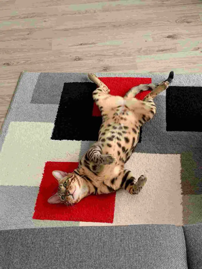 A relaxed Bengal cat