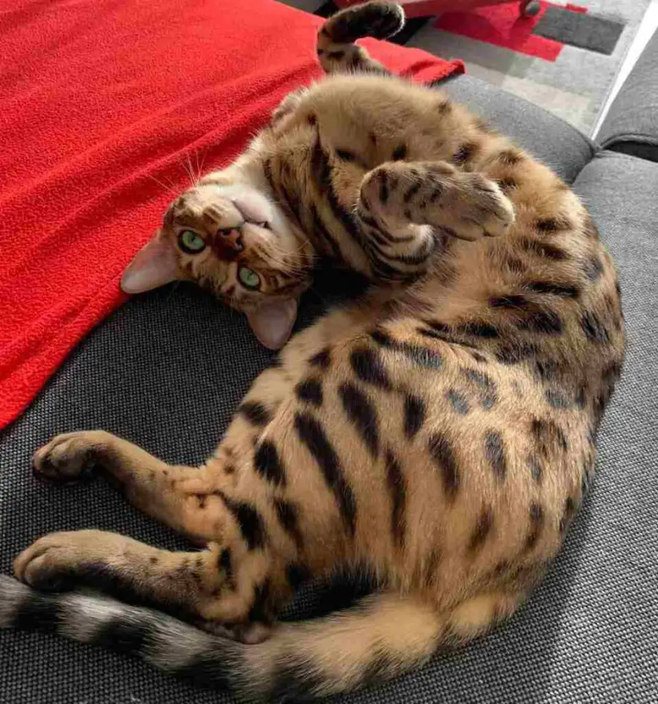 Happy Bengal cat