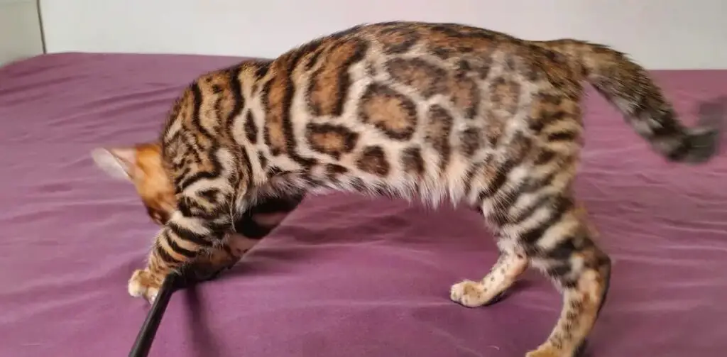 Bengal cat biting toy