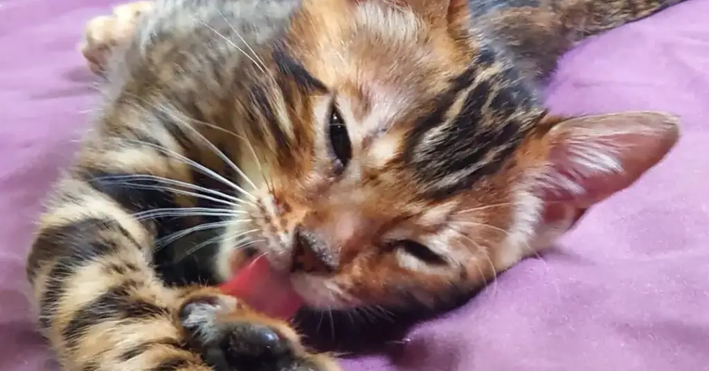 Bengal cat licking