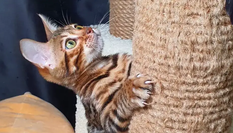 Dealing With Your Bengal Cat Scratching Furniture