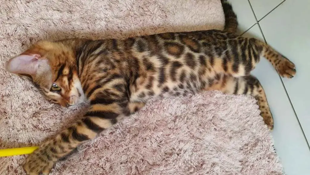 Getting Your Bengal Cat to Sleep At Night