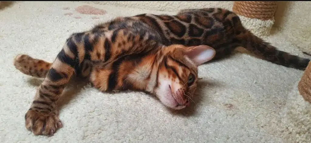 Bengal cat trying to sleep