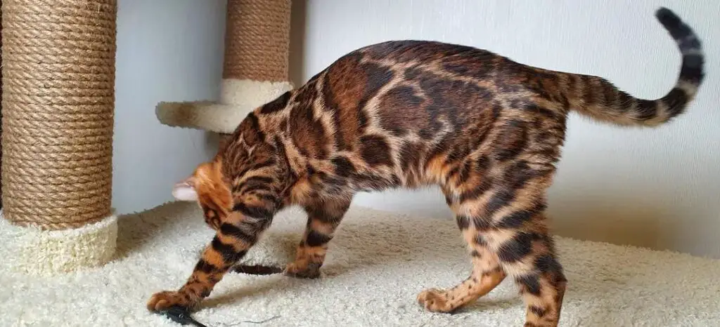 Skinny Cat playing