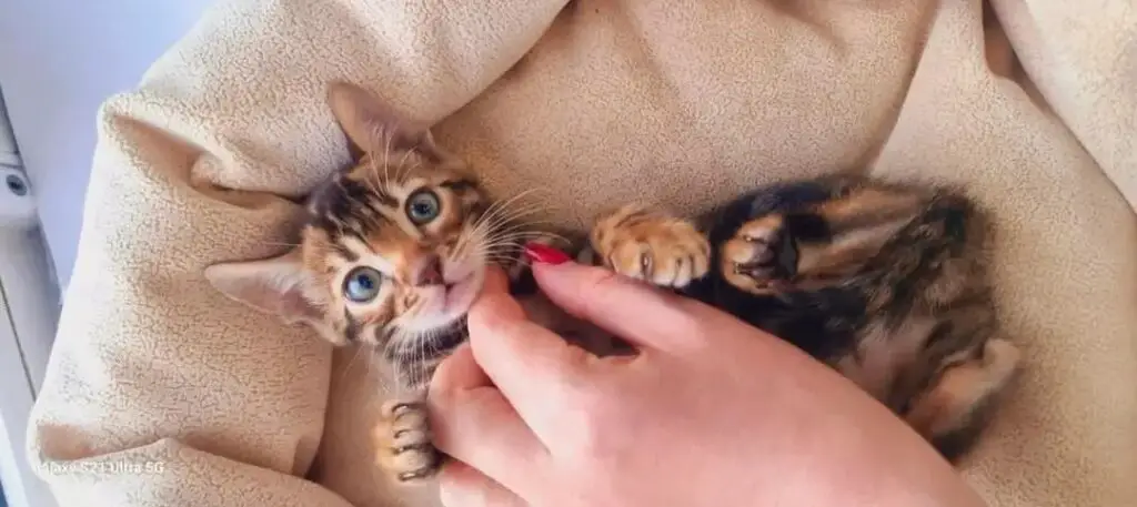 Bengal cat snuggling