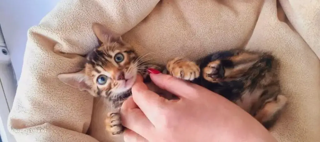 Bengal cat kitten licking human hand
