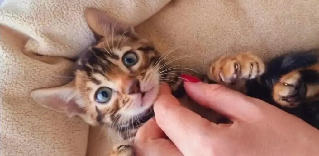 Playing with Bengal cat