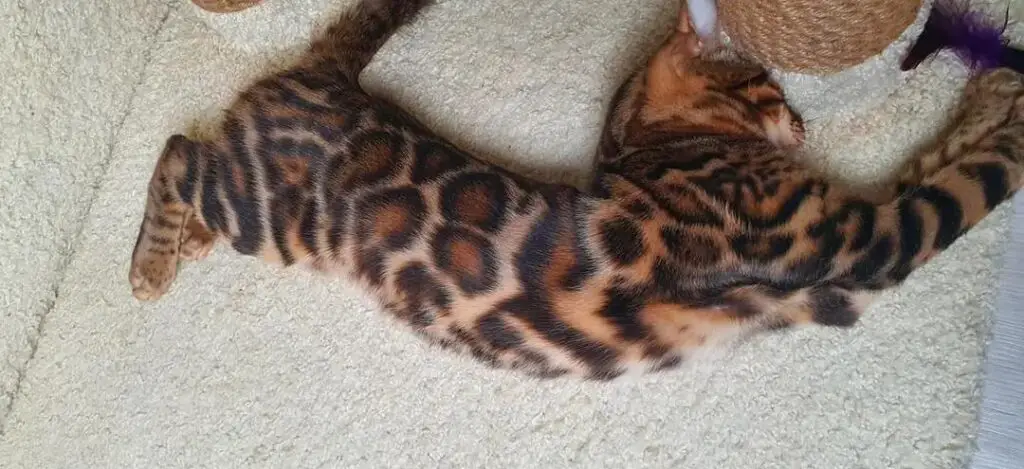 Bengal cat lying down