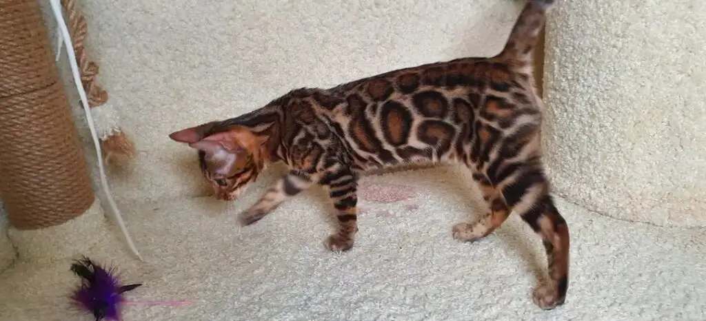 Skinny Bengal cat