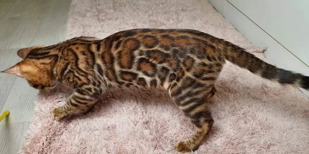 Skinny Bengal cat