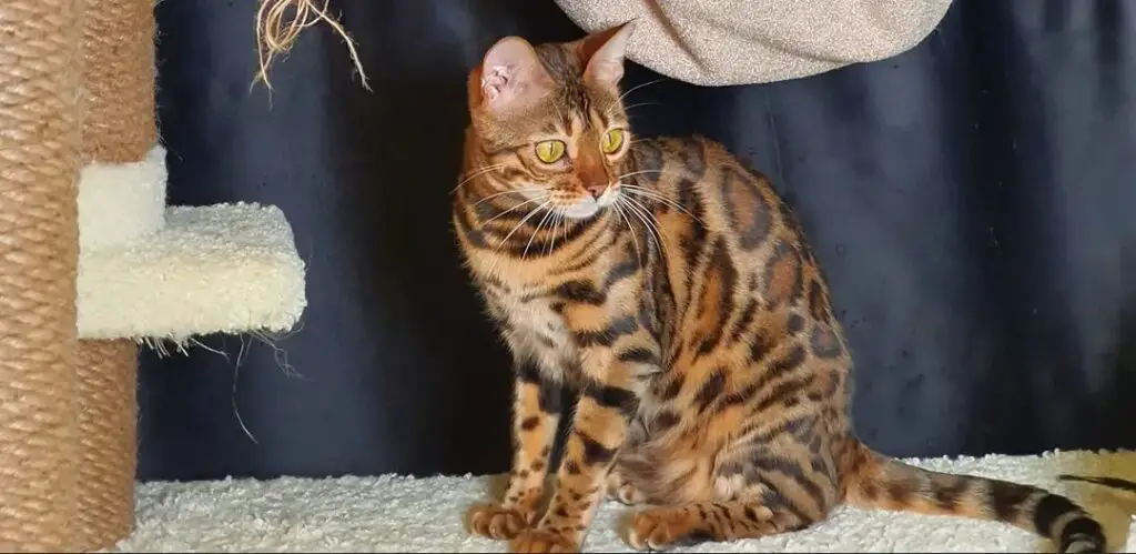 Why You Shouldn't Get a Bengal Cat