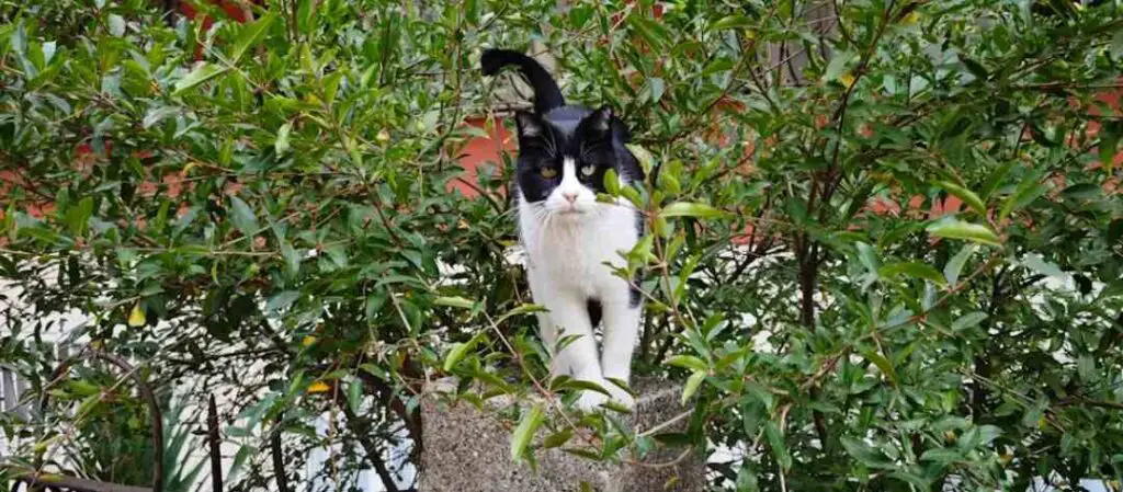 Outdoor Cat walking on grass