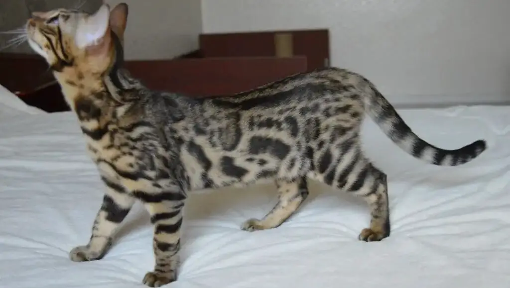 Bengal cat on bed for training