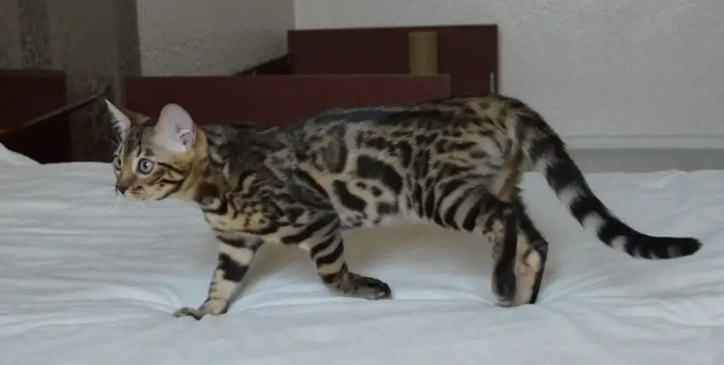 Bengal cat walking on bed