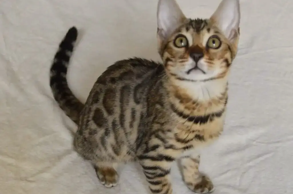 Bengal cat sitting and looking up