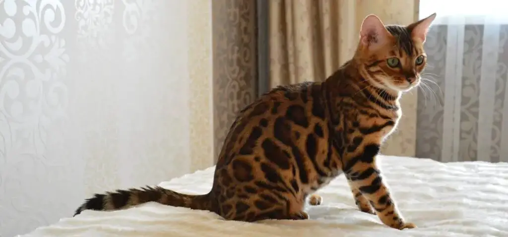 Reasons Your Bengal Cat Is Crying At Night