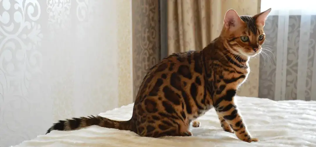 Reasons Your Bengal Cat Is Crying At Night