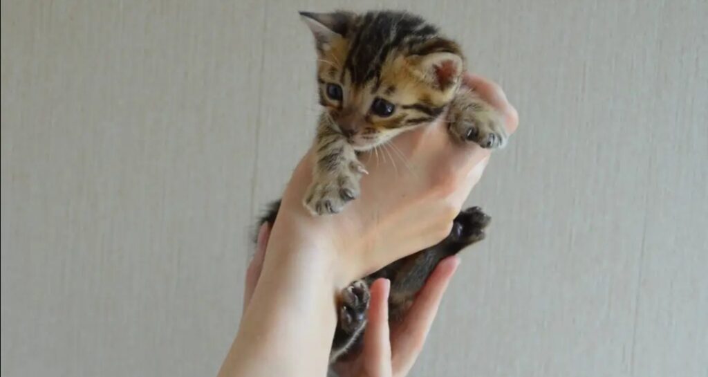 Holding a Bengal cat kitten