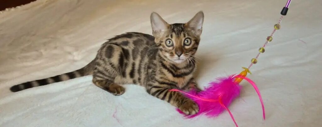 Keeping Your Bengal Cat Healthy