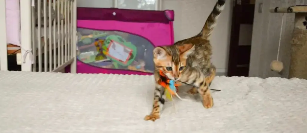 Bengal cat with feather toy