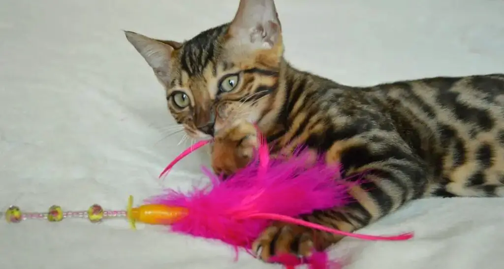 Bengal cat playing with feather toy